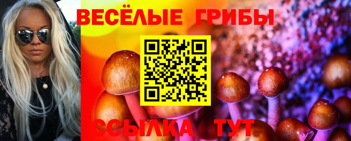купить наркоту  Вход с VPN  Шадринск  Псилоцибиновые грибы Psilocybe 
